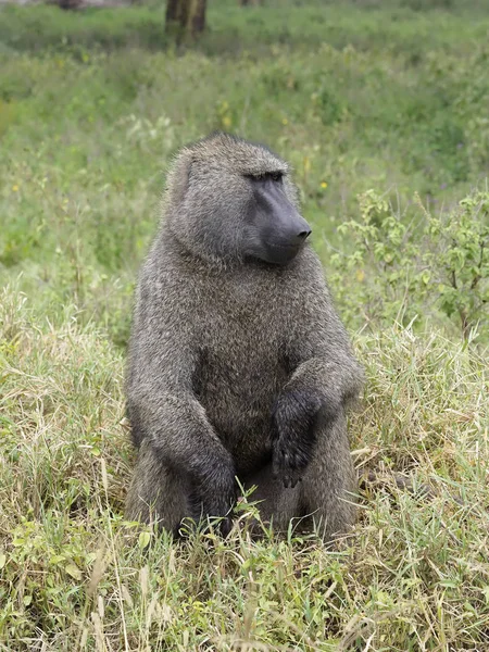 Πίθηκος της ελιάς, Papio anubis — Φωτογραφία Αρχείου