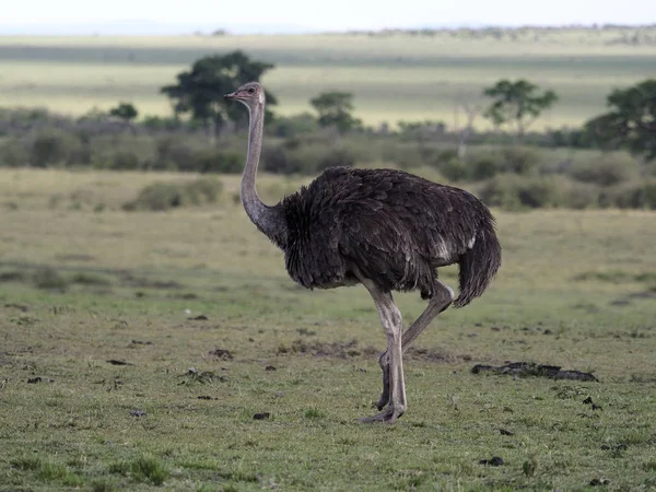 Avestruz, Struthio camelus — Foto de Stock