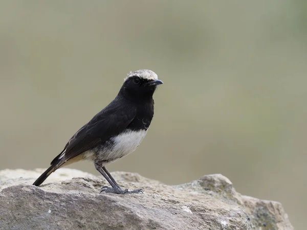 Pied wheatear, Oenanthe pleschanka, — Fotografia de Stock