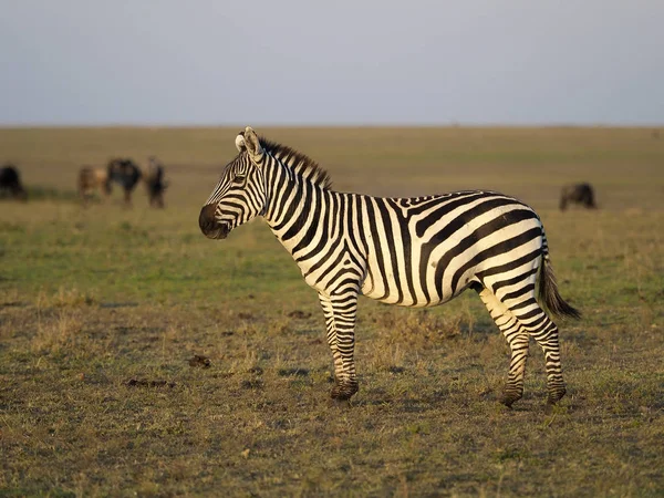 Vlakten of gewone zebra 's, Equus quagga, — Stockfoto