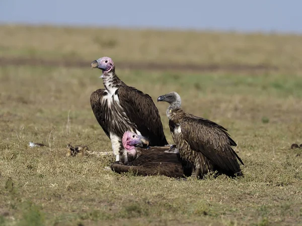 Lappet-faced vulture or Nubian vulture, Torgos tracheliotos Stock Image