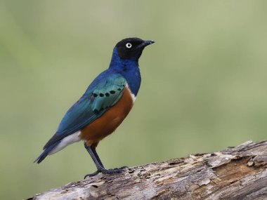 Süper starling, Lamprotornis superbus