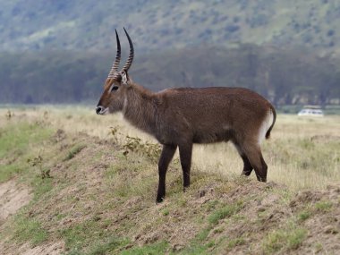 Waterbuck, Kobus ellipsipymaus