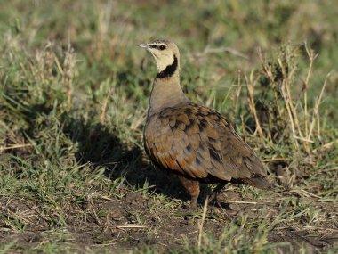 Sarı boyunlu spurfowl, pternistis leucoscepus