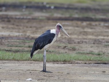 Marabou leylek, leptoptilos crumeniferus