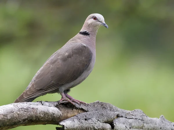 Pirosszemű gerle (Streptopelia semitorquata) — Stock Fotó