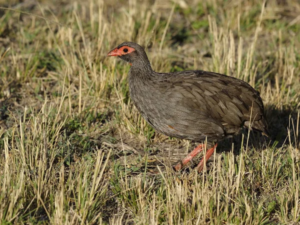 Red-necked spurfowl, Pternistis afer — Stock Photo, Image