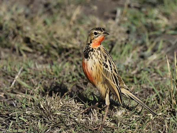 Dlouhý dráp s růžovými prsy nebo dlouhodráp s růžovým hrdlem, Macronyx ameliae, — Stock fotografie