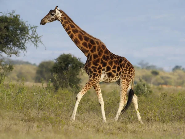 Rothschilds giraffa, Giraffa camelopardalis rothschildi — Foto Stock