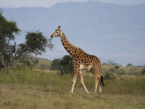 Rothschilds jirafa, Giraffa camelopardalis rothschildi — Foto de Stock