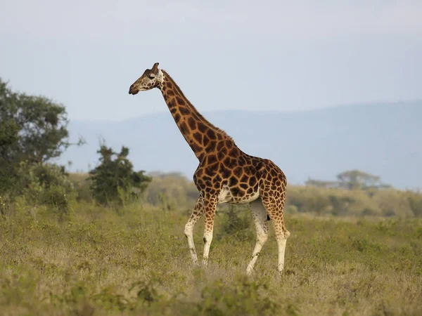 Rothschilds giraffe, Giraffa camelopardalis rothschildi — Stock Photo, Image