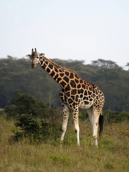 Καμηλοπάρδαλη Rothschilds, καμηλοπάρδαλη Giraffa rothschildi — Φωτογραφία Αρχείου