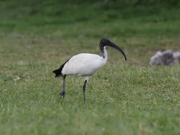 Sacred ibis czczony (threskiornis aethiopicus) — Zdjęcie stockowe