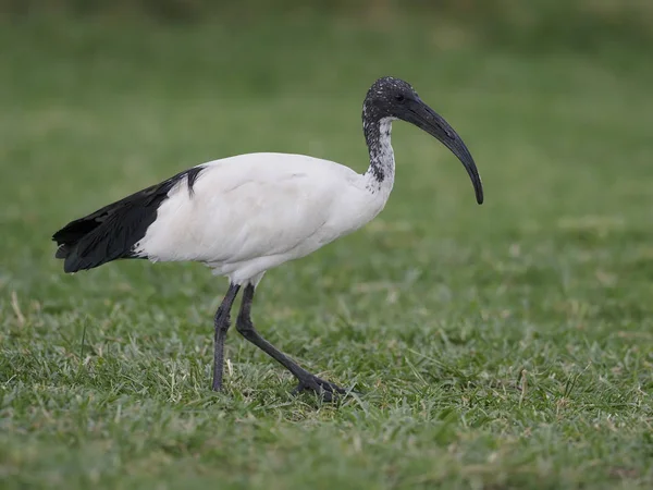 Sacred ibis czczony (threskiornis aethiopicus) — Zdjęcie stockowe