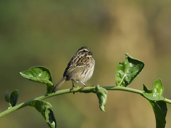 Streaky seedeater, Serinus striolatus — Stock Photo, Image