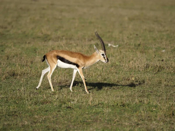 Thomsons gazelle, Eudorcas thomsonii — Stockfoto