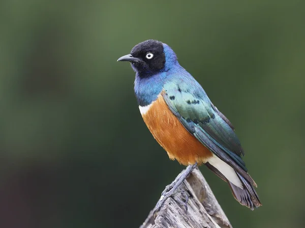 Süper starling, Lamprotornis superbus — Stok fotoğraf