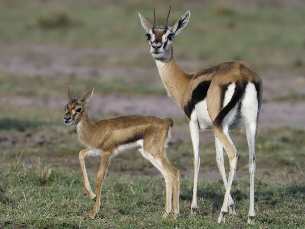 Thomsons gazelle, Eudorcas thomsonii — 图库照片