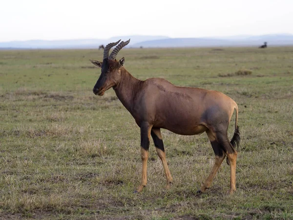 Τόπι, damaliscus korrigum, — Φωτογραφία Αρχείου