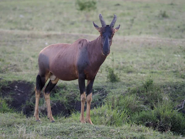 Bovenaan paginaIk, damaliscus korrigum, — Stockfoto