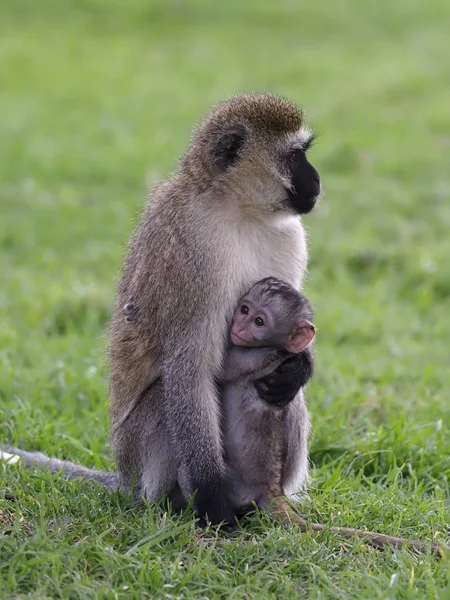 Mono vervet, Ceropithecus aethiops —  Fotos de Stock