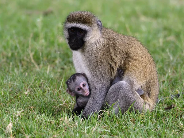 Mono vervet, Ceropithecus aethiops —  Fotos de Stock