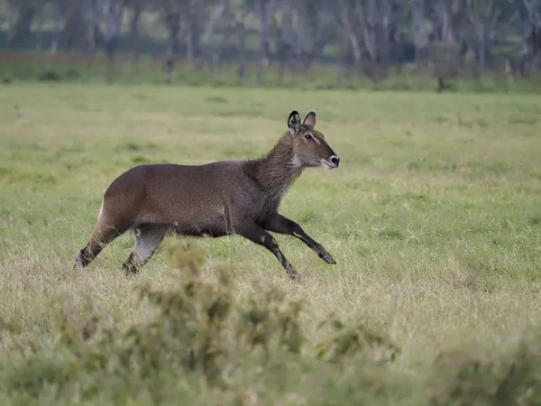 Bouc d'eau, Kobus ellipsipymaus — Photo