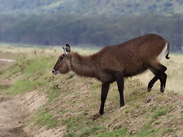 Waterbuck, Kobus ellipsipymaus — Stock Photo, Image