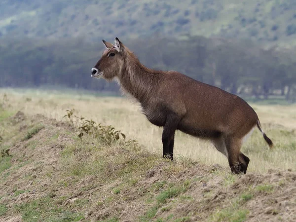 Waterbuck, Kobus ellipsipymaus — Stock Photo, Image