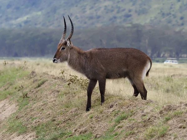 Waterbuck, Kobus ellipsipymaus — Stock Photo, Image