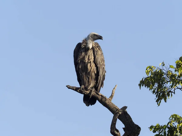 White-backed vulture, Gyps africanus — Stock Photo, Image
