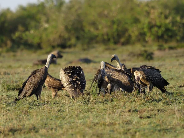 Avvoltoio dal dorso bianco, Gyps Africanus — Foto Stock