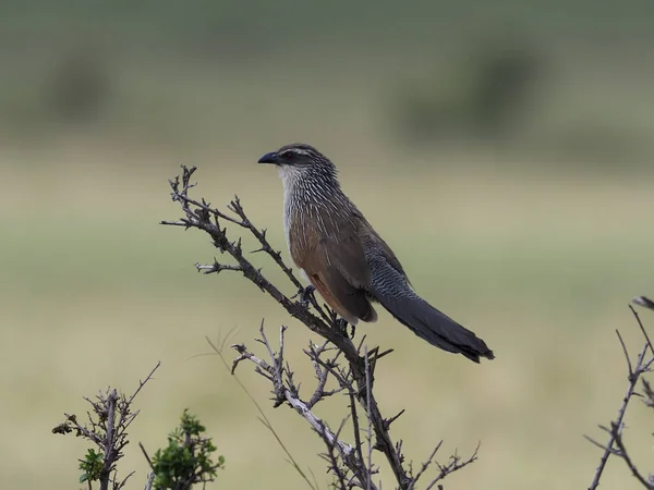 Szemsávos bozótkakukk, centropus superciliosus — Stock Fotó