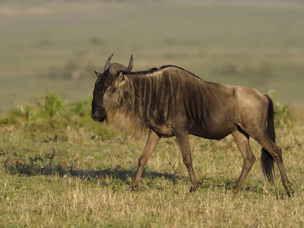 Wildebeest, 45 лет, Connochaetes taurinus , — стоковое фото