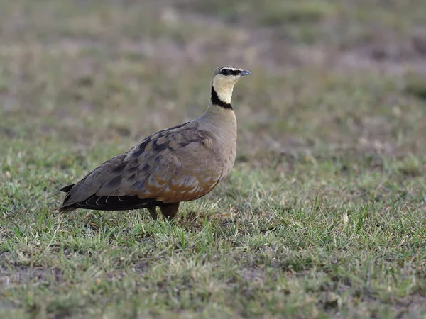 Arenisca de garganta amarilla, Pterocles gutturalis —  Fotos de Stock