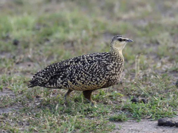 黄喉沙鸡，pterocles gutturalis — 图库照片