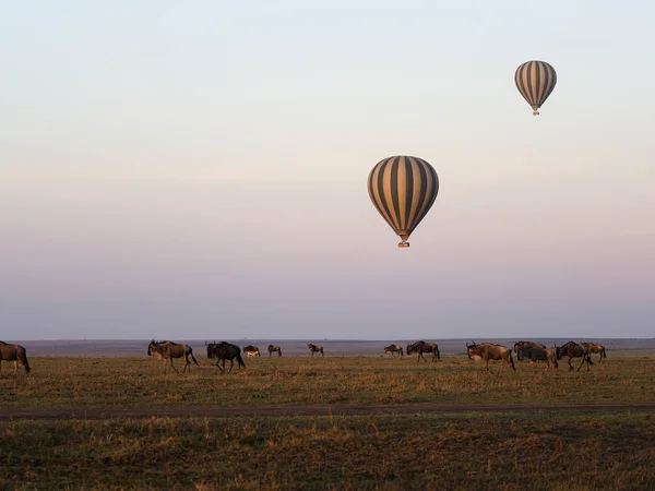 ケニア マサイマラ国立保護区, — ストック写真
