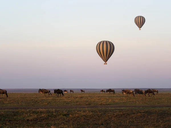 Masai mara, Kenya, — Stock Photo, Image