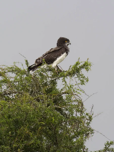 Martial adelaar, Polemaetus bellicosus — Stockfoto