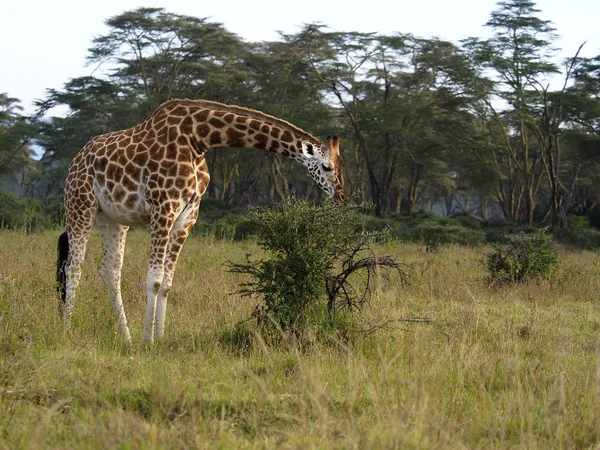 Rothschilds girafa, Girafa camelopardalis rothschildi — Fotografia de Stock