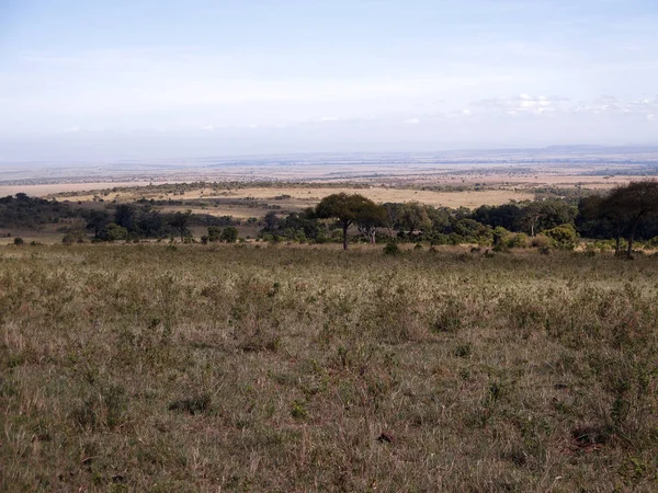 Masai mara, Keňa — Stock fotografie