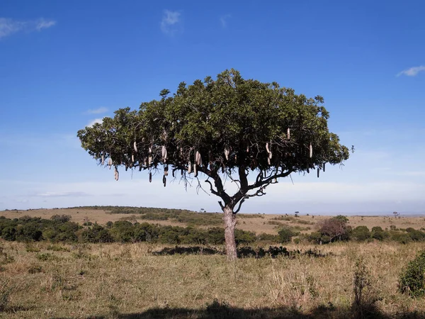 Sausage Tree, Kigelia africana Stock Image