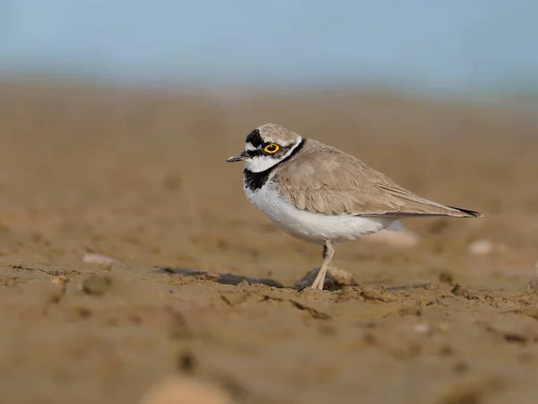 Łapacz Pierścieni Charadrius Dubius — Zdjęcie stockowe