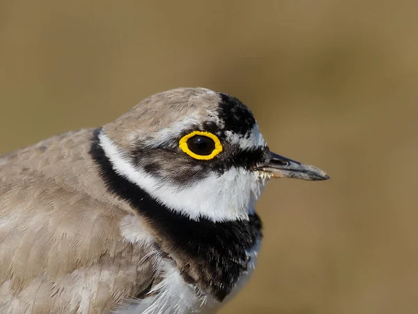 Little Ringed Plover Charadrius Dubius — Stock Photo, Image