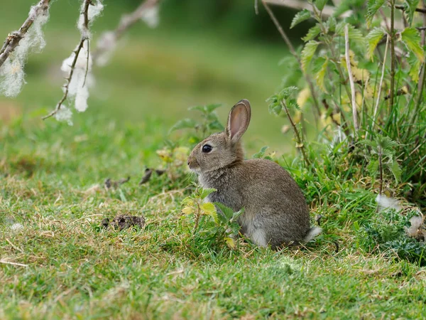 Кролик Oryctolagus Cuniculus Одинокое Молодое Млекопитающее Траве Уорикшир Июнь 2020 — стоковое фото