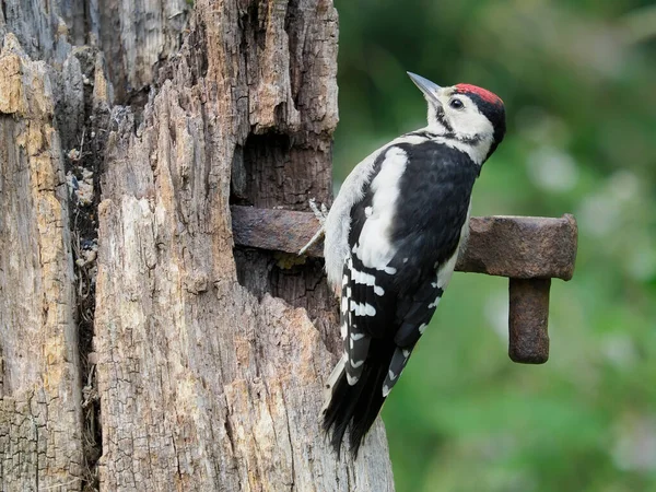 Great Spotted Woodpecker Dendrocopos Major Jonge Vogel Gate Post Warwickshire — Stockfoto