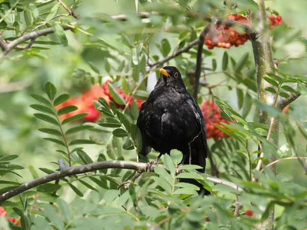 Blackbird Turdus Merula Rowan Meyveli Bekar Erkek Warwickshire Temmuz 2020 — Stok fotoğraf