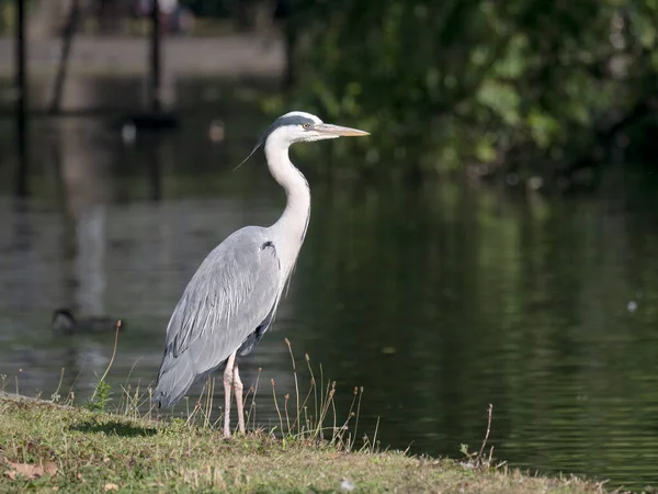 Grey Heron Ardea Cinerea Single Bird Water London July 2020 — 图库照片