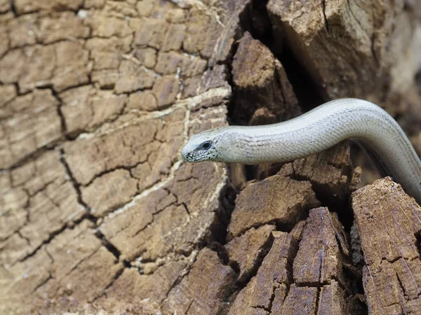 Slow Worm Anguis Fragilis Single Reptile Log Warwickshire July 2020 — Stock Photo, Image