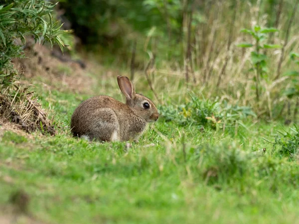 Tavşan Oryctolagus Cuniculus Çimlerin Üzerinde Bekar Genç Tavşan Warwickshire Temmuz — Stok fotoğraf
